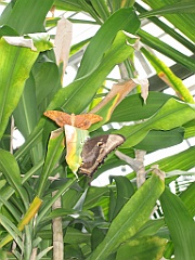 088 Kuranda Butterfly Sanctuary